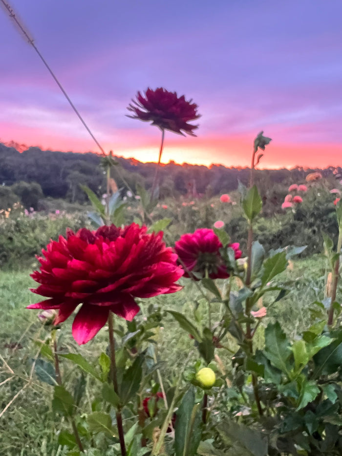 After Dusk