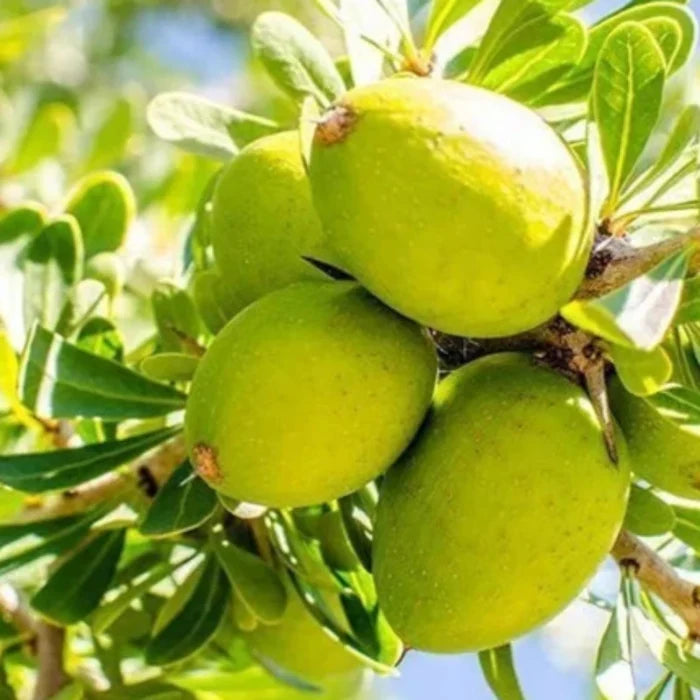 ALTEYA ORGANICS - BIO ARGAN OLIE