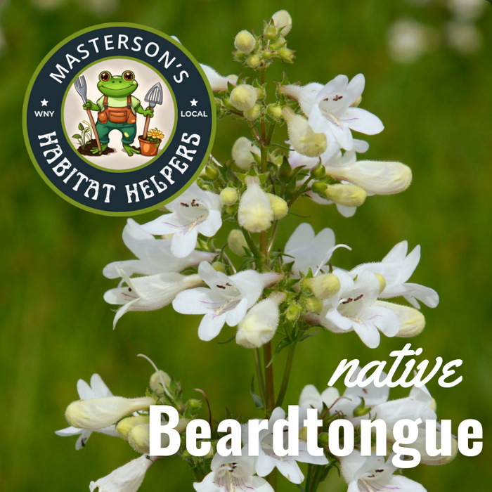 Beardtongue