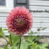 Bracken Rose (US version)