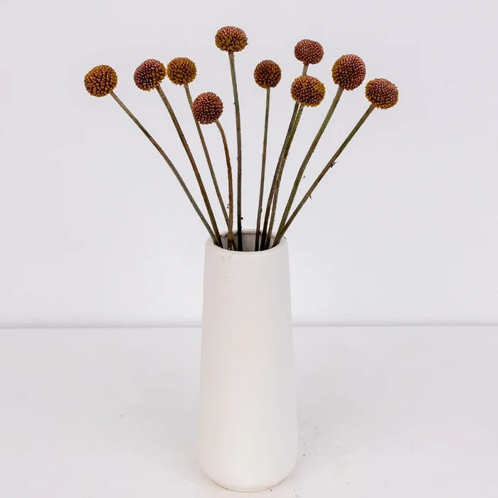 Bronzed Rose Gold Craspedia Billy Ball Apron - Image