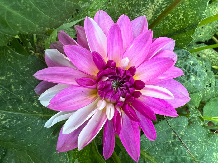 Budapest Blush