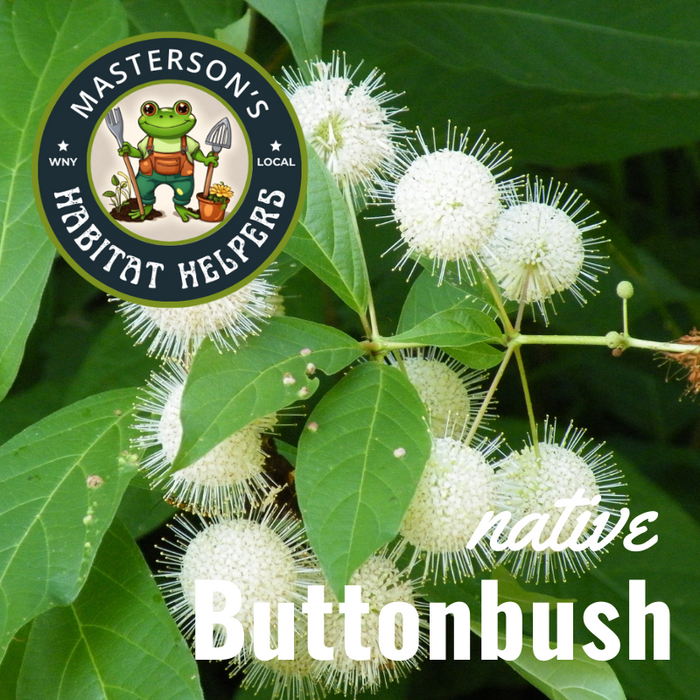 Buttonbush