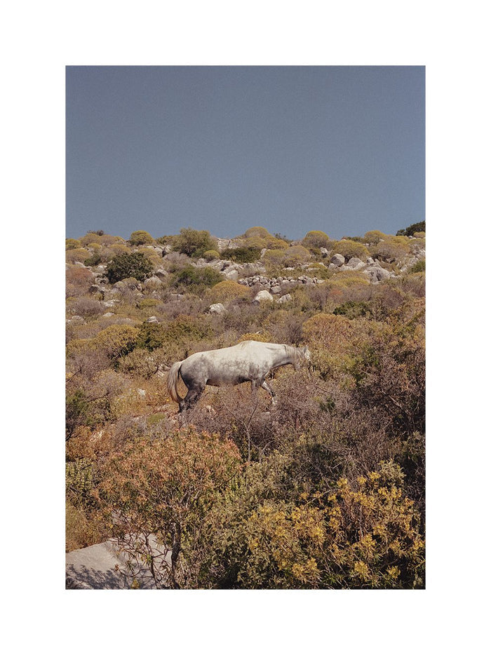 Camouflage by Ana Santl