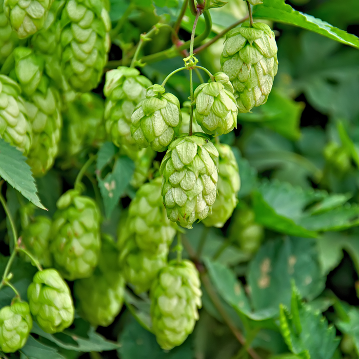 Hops Rhizomes