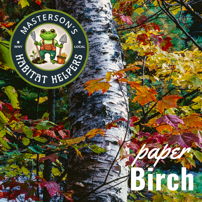 Paper Birch 3g
