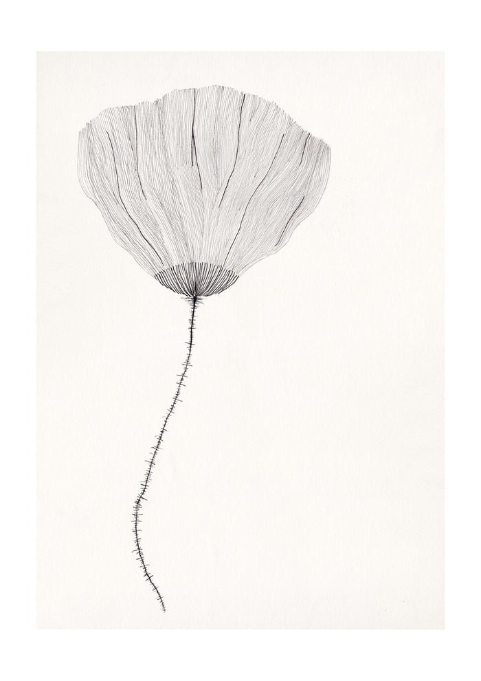 Poppy by Ana Frois