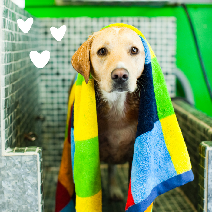 Pic of a dog with a towel and hearts