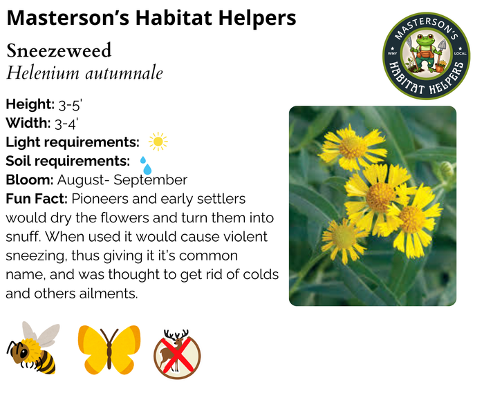 Sneezeweed