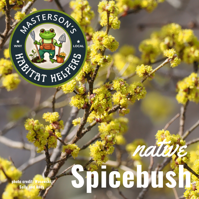 Spicebush