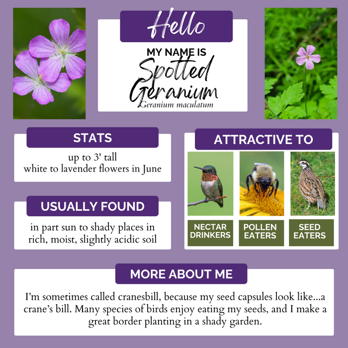 Wild Geranium